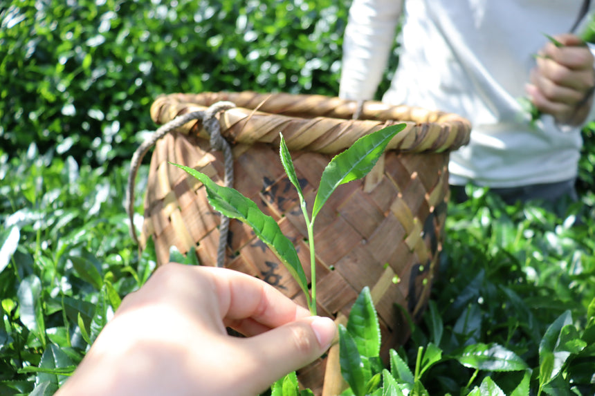 The Tencha Harvest: From Leaf to Cup