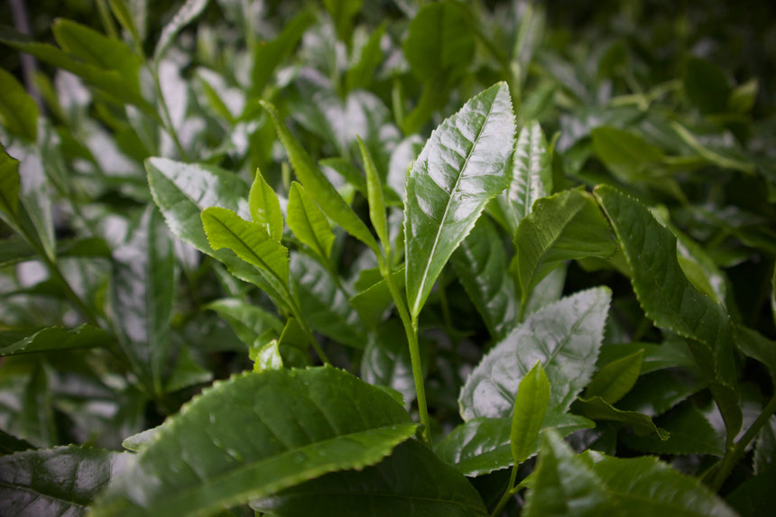 About Gyokyro「玉露」