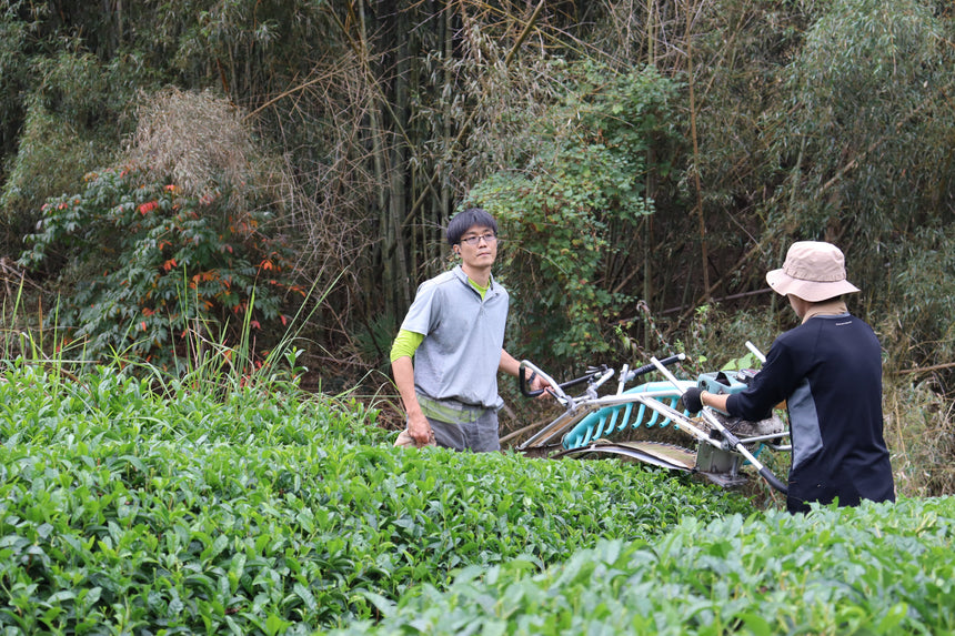 Autumn Harvested Buds