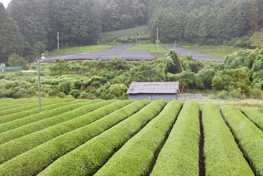 Tea Cultivars at d:matcha