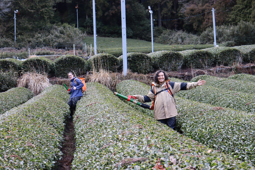 Fertilizer Management in Tea Cultivation