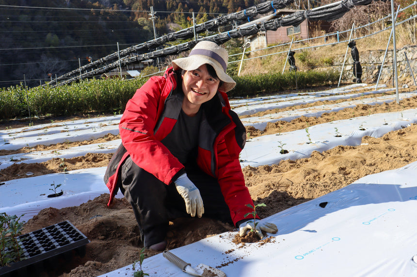 Replanting 4,500 "Ujihikari" Saplings