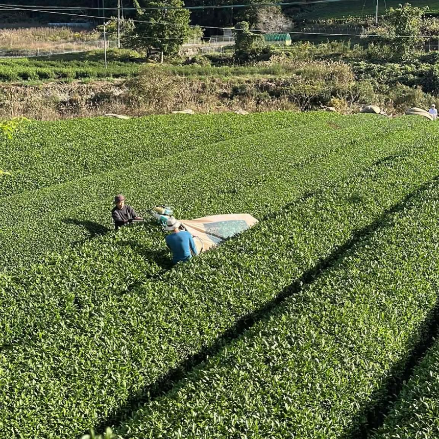 The Tea Fields After the Second Harvest