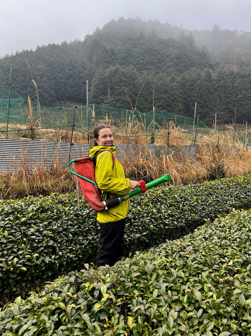 Beth's Tea Journey