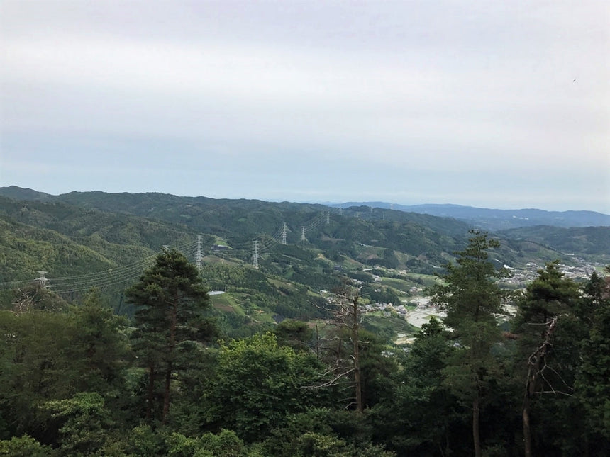 Organic Tea Field: Harayama, Wazuka, Kyoto - d:matcha Kyoto
