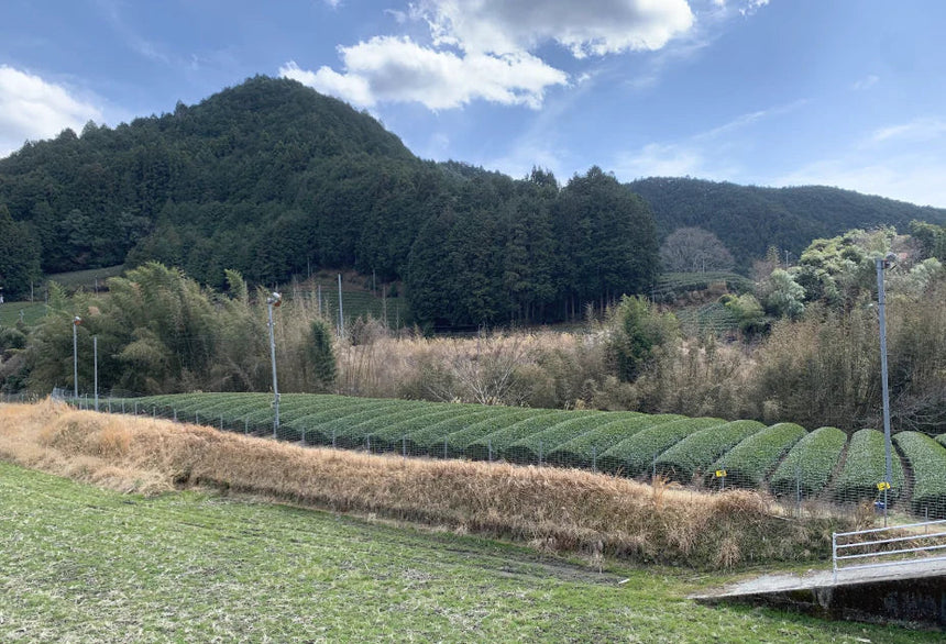 Frost Prevention Fans