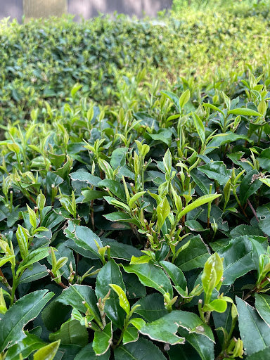 Field Work: Tasks Before the Second Flush (Nibancha)