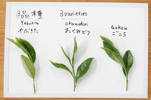 What is Tea Cultivar?