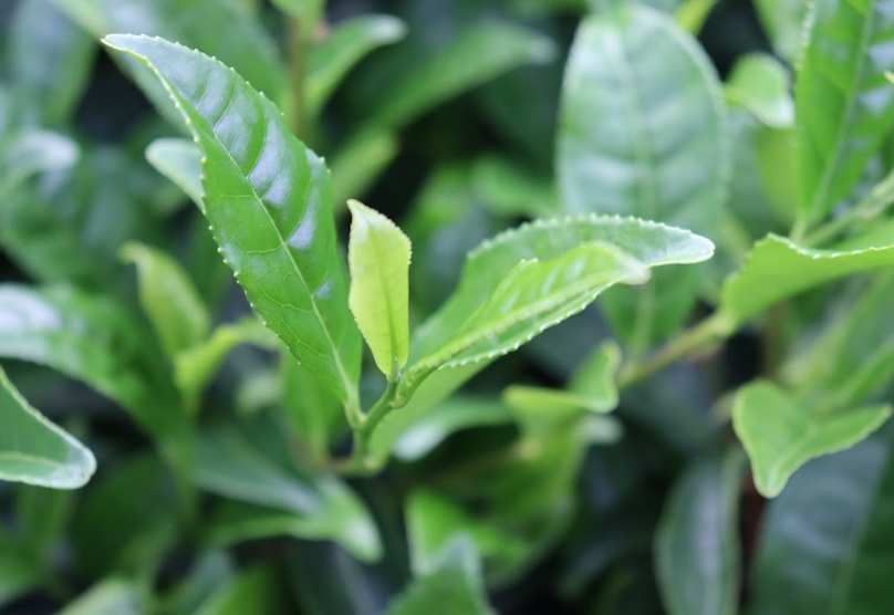 Autumn Pruning and Tea Plant Vigor