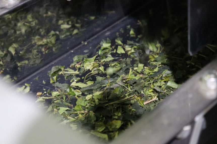 The Health Benefits of Green Tea