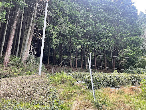 Field Work: Clearing Trees Around the Tea Gardens