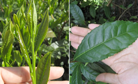 1. Differences Between Japanese Tea and World Teas