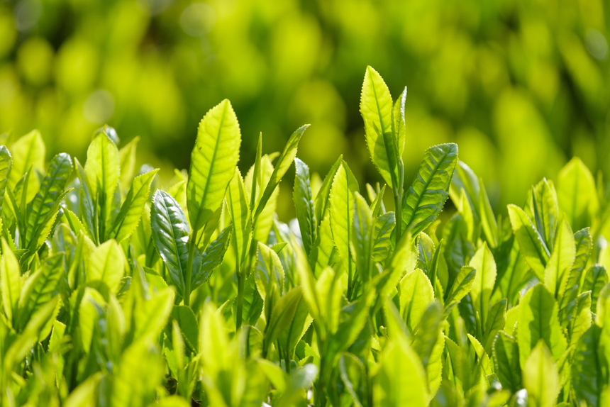 Tea Harvest Season and Its Quality