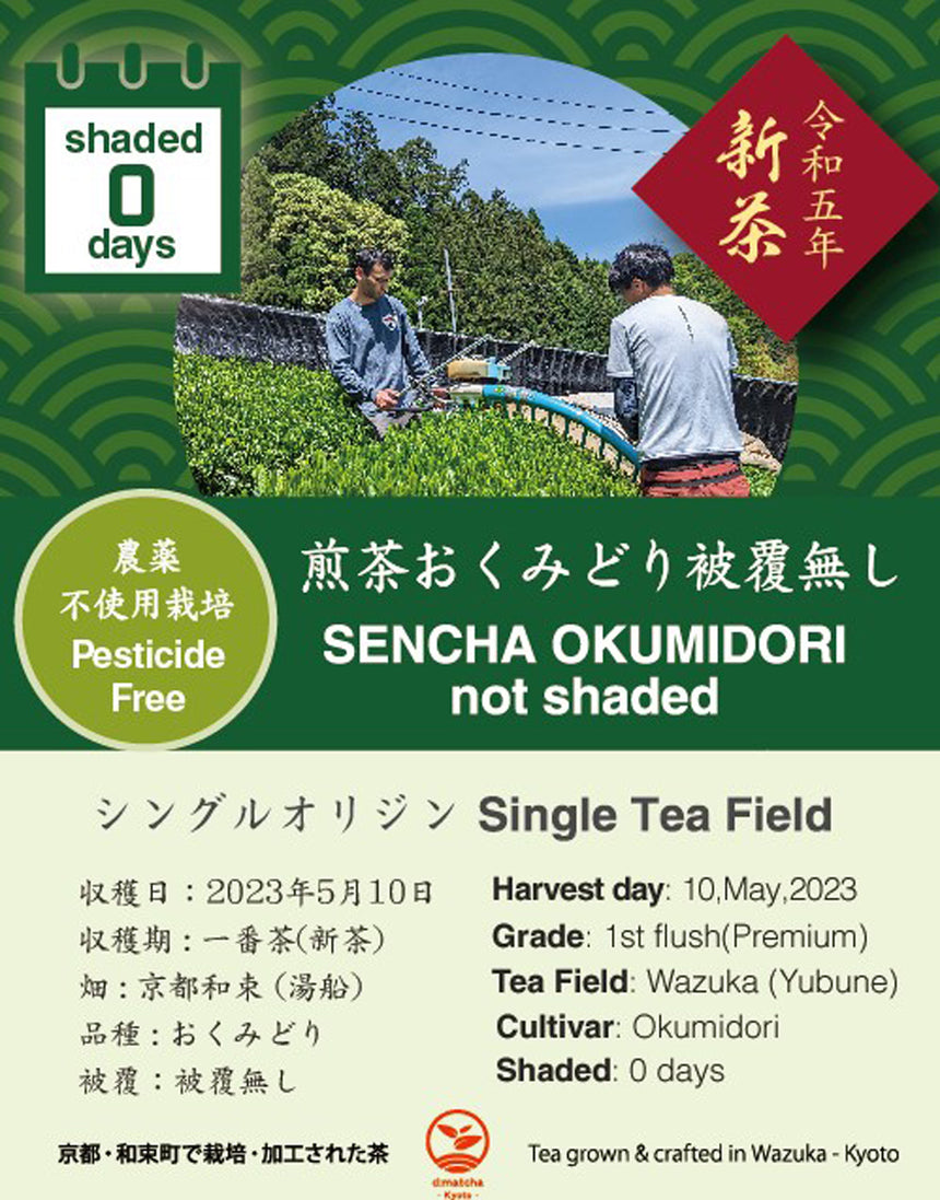 2023 Sencha First Flush: Okumidori - 0 days shaded