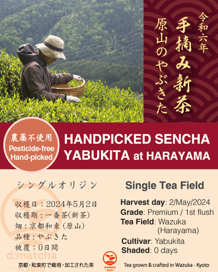 2024 Sencha First Flush: Handpicked Yabukita at Harayama