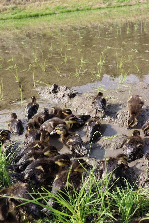 Duck farming in our rice paddies