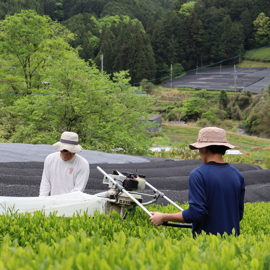 [JAS Organic Certified] 2026 Shincha Yabukita