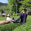 [JAS Organic Certified] 2026 Sencha Gokou