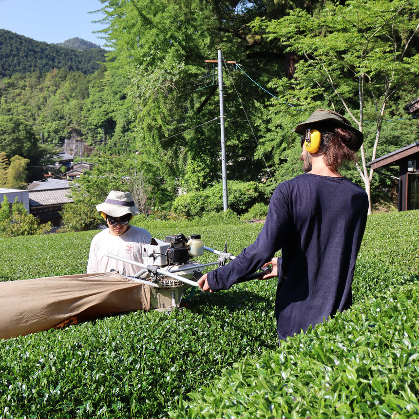 [JAS Organic Certified] 2026 Sencha Gokou