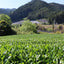 [JAS Organic Certified] 2026 Sencha Gokou
