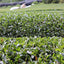 [JAS Organic Certified] 2026 Sencha Okumidori