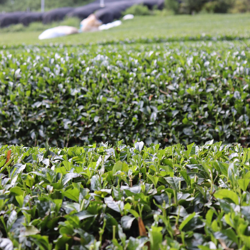 [JAS Organic Certified] 2026 Sencha Okumidori