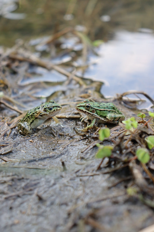 Biodiversity in our Fields