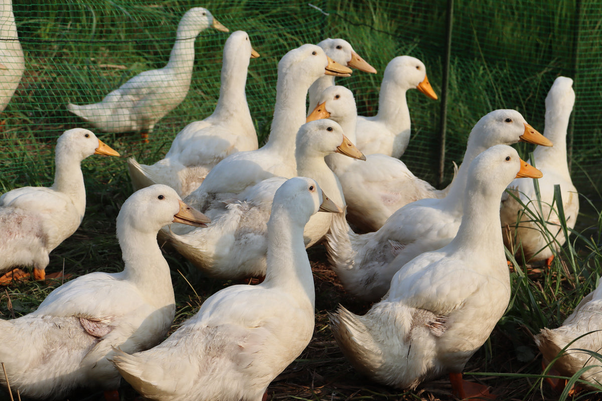 Aigamo ducks