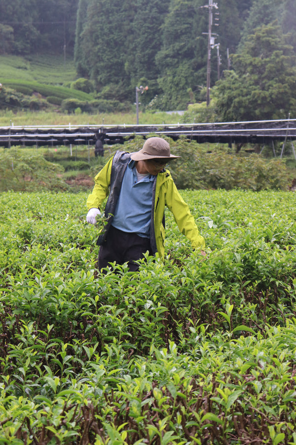 Weeding Organic Fields
