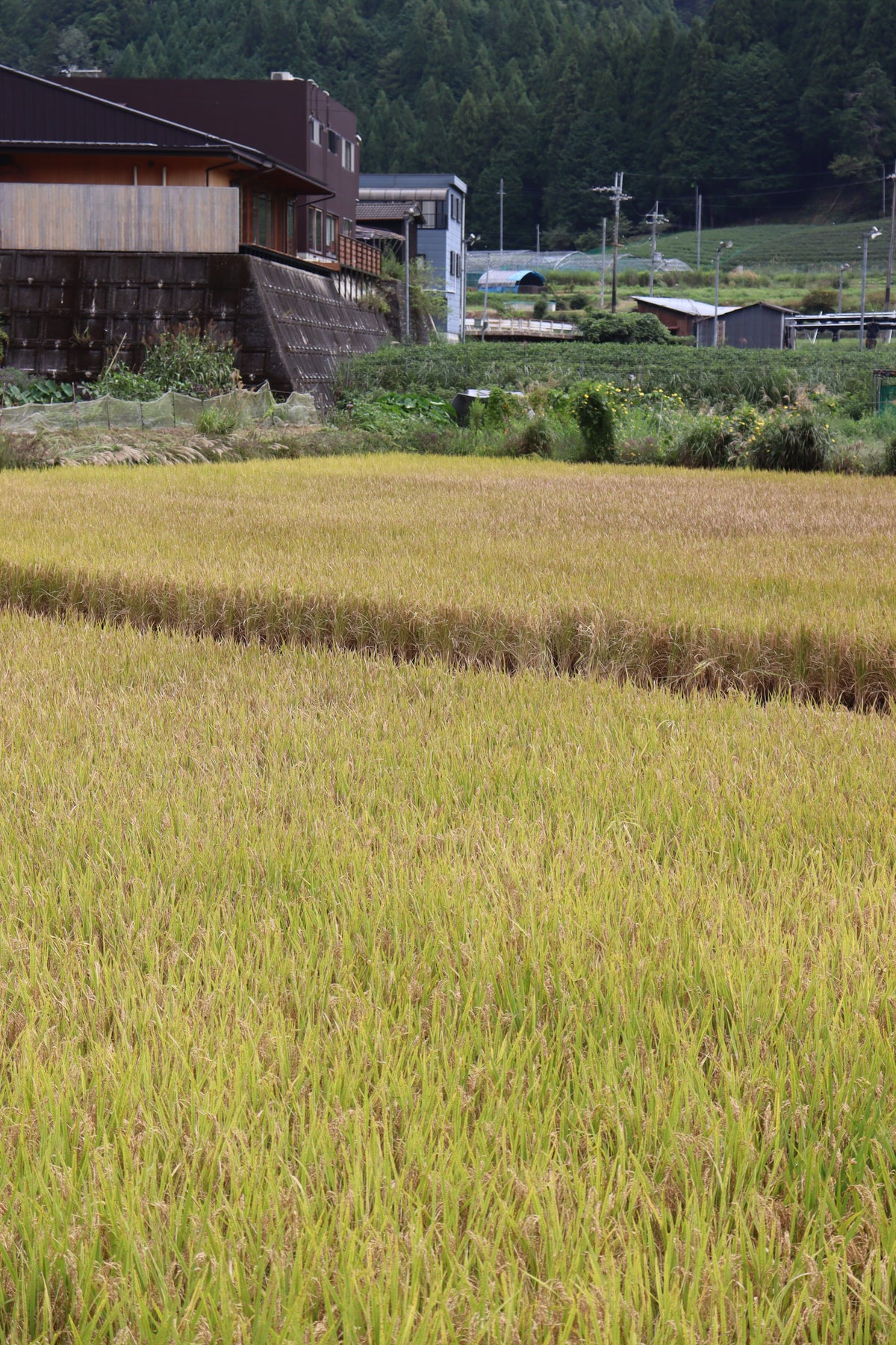 Our rice paddies