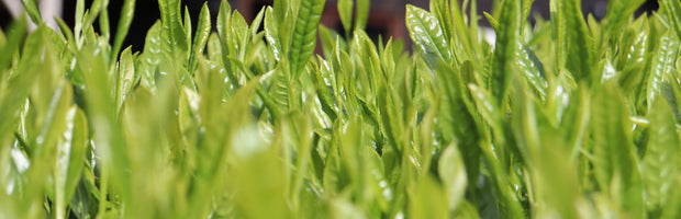 Introducing dmatcha.us!