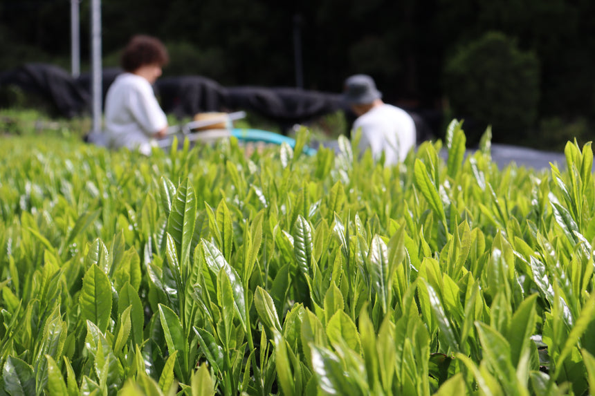 Harvesting Japanese Tea