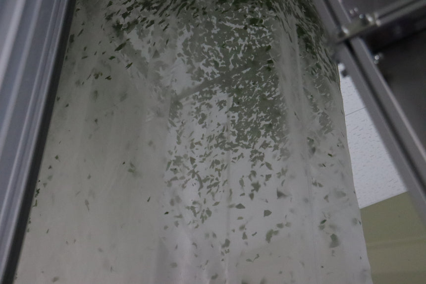 Organic Matcha Tea Farm Tour & Tasting in Wazuka, Kyoto