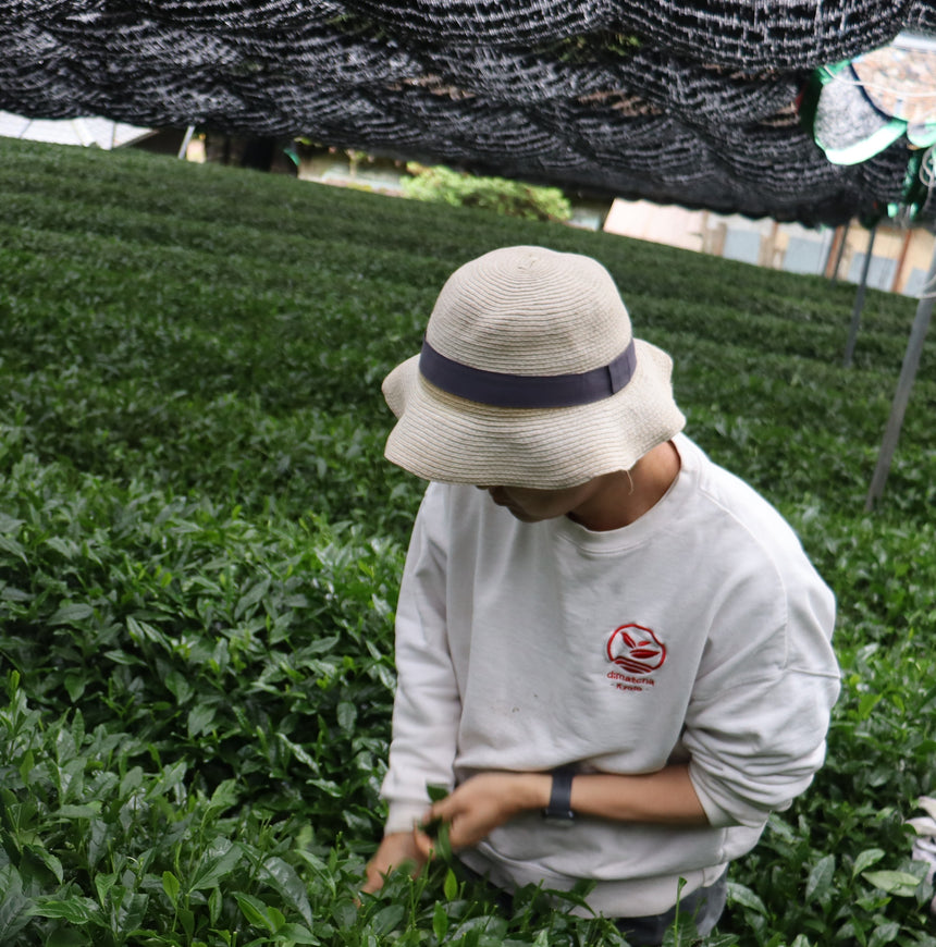 [JAS Organic] Spring Harvest Matcha - Gokou (Hand-picked & Award winning)