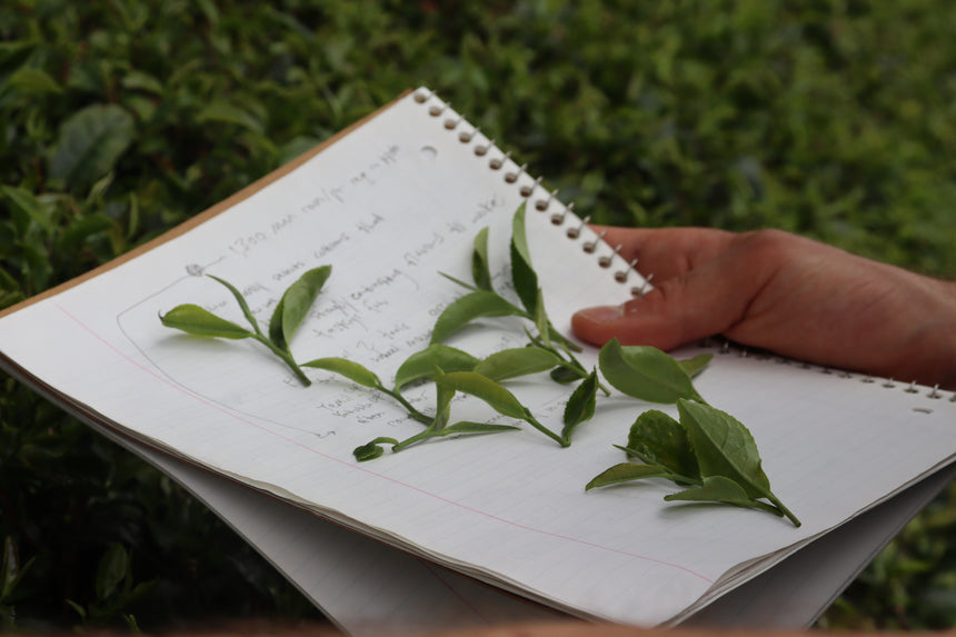 Matcha Business Institute