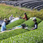 [JAS Organic Certified] 2026 Sencha Yabukita - 10 Days Shaded