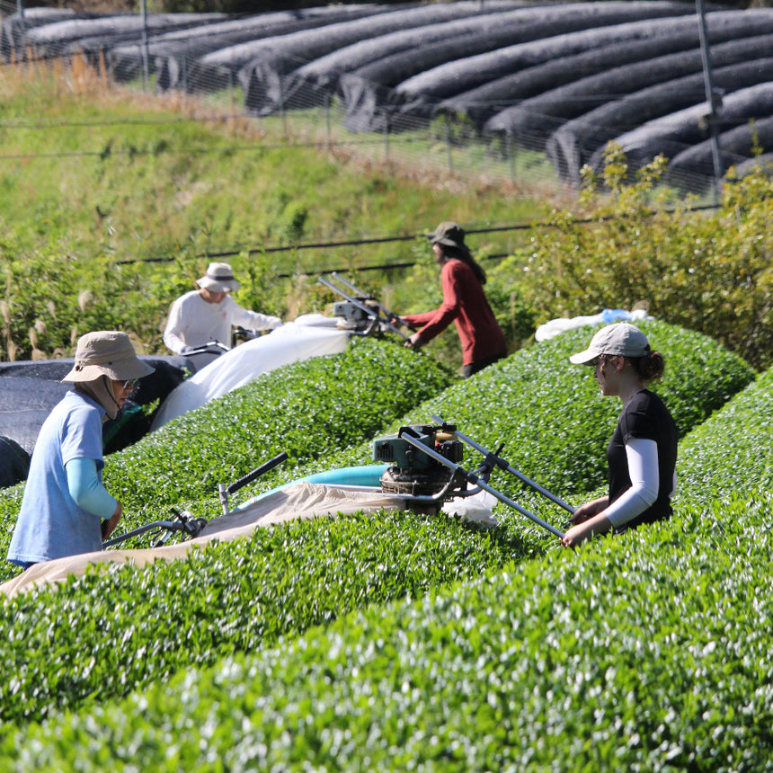 [JAS Organic Certified] 2026 Sencha Yabukita - 10 Days Shaded