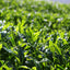 [JAS Organic Certified] 2026 Sencha Yabukita - 10 Days Shaded