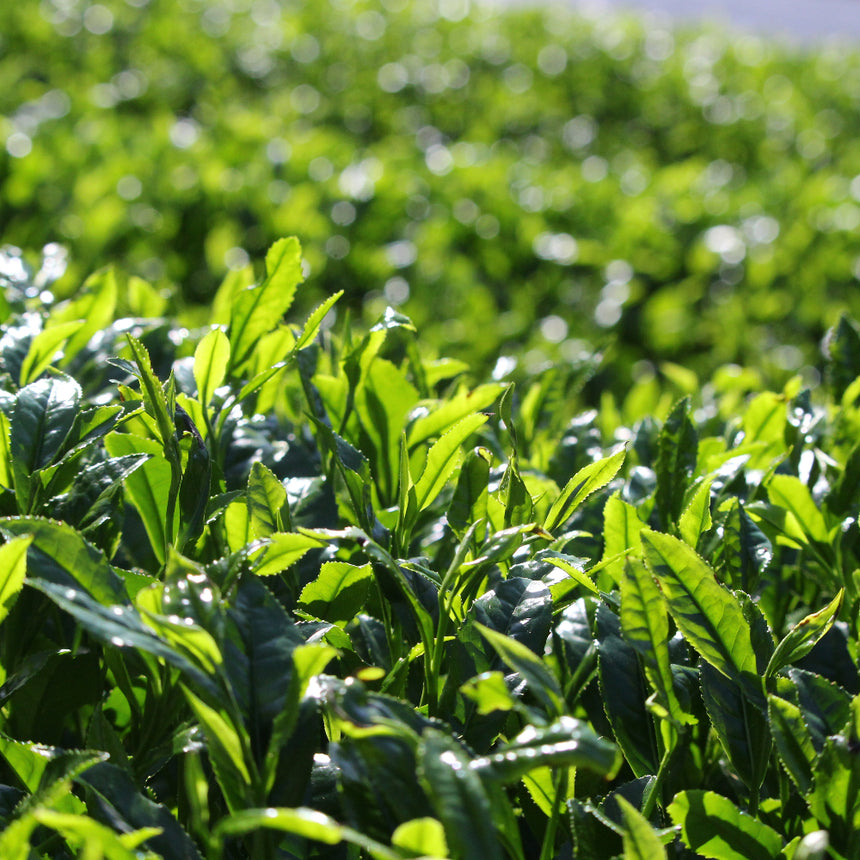 [JAS Organic Certified] 2026 Sencha Yabukita - 10 Days Shaded