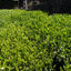 2026 Organic Sencha Zairai