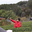 Organic Matcha Tea Farm Tour & Tasting in Wazuka, Kyoto