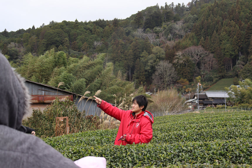 Organic Matcha Tea Farm Tour & Tasting in Wazuka, Kyoto