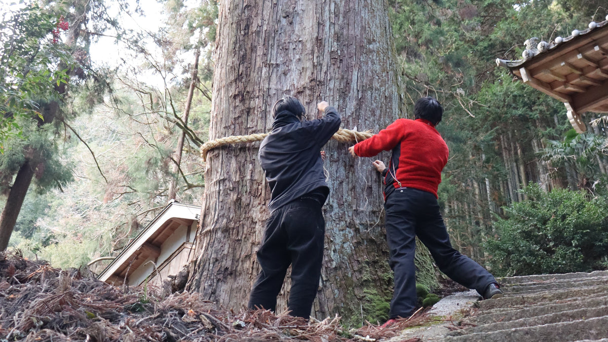 Shimenawa on the sacred trees