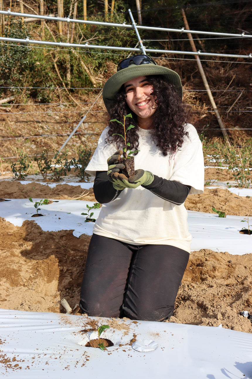 令和 6 - Adopt a d:matcha Tea Tree 2026