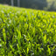Ceremonial Matcha Yabukita for Latte (1kg)