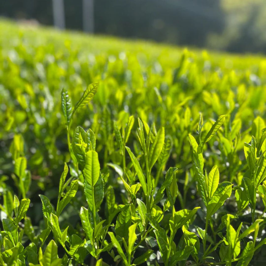 Ceremonial Matcha Yabukita for Latte (1kg)
