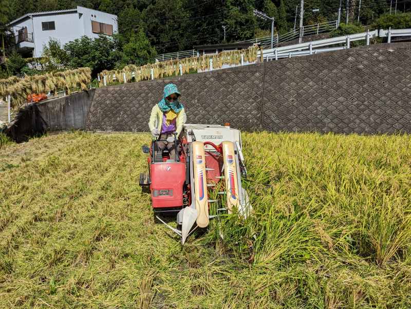 2023 harvested rice