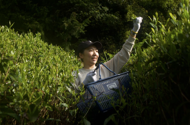 2024 Sencha First Flush: Handpicked Yabukita at Harayama