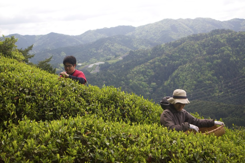 2024 Sencha First Flush: Handpicked Yabukita at Harayama