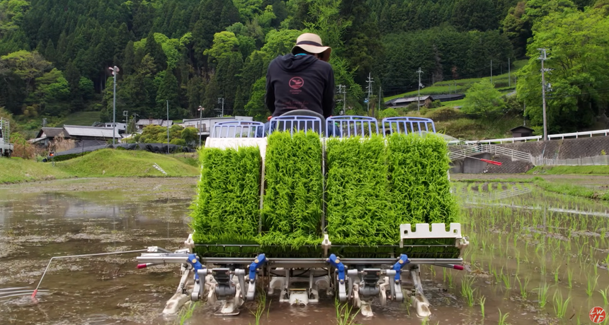 Revitalizing a Japanese tea town